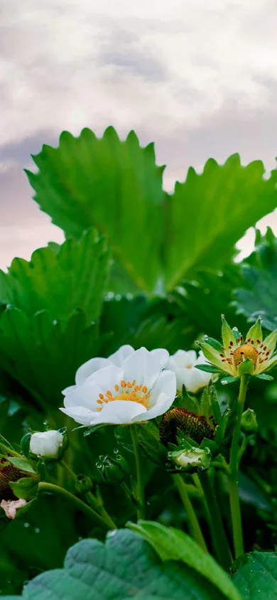 Bioestimulantes floración y cuaje